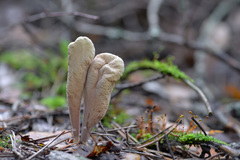 Clavariadelphus ligula