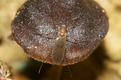 Mycetophila colorata