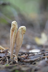 Clavariadelphus ligula