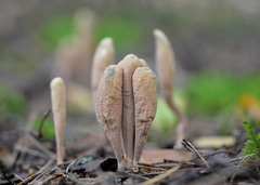 Clavariadelphus ligula