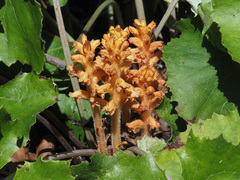 Orobanche flava