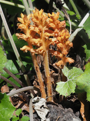Orobanche flava