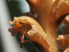 Orobanche flava