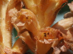 Orobanche flava