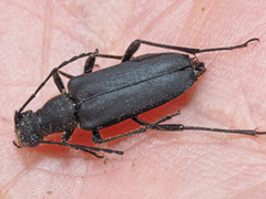 Anastrangalia dubia
