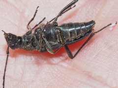 Anastrangalia dubia