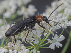 Anogcodes fulvicollis