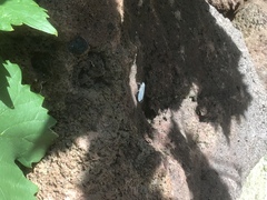 Yponomeuta evonymella