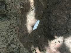 Yponomeuta evonymella