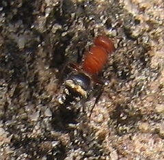 Timulla vagans