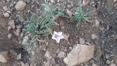 Convolvulus ammannii