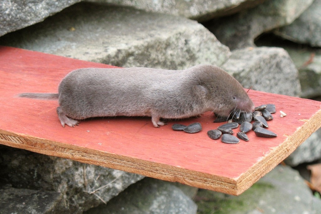 Northern Short-tailed Shrew (Mammal Species of Richmond National ...