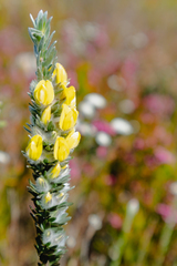 Aspalathus caledonensis