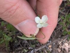 Clarkia epilobioides