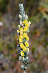 Aspalathus caledonensis