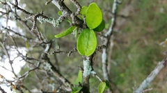 Ebenaceae