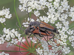 Anastrangalia dubia