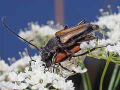 Anastrangalia dubia