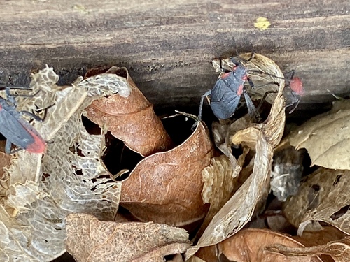 iNaturalist observation photo of Red-shouldered Bug
