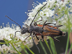 Anastrangalia dubia