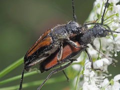 Anastrangalia dubia