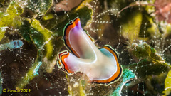 Pseudoceros bimarginatus