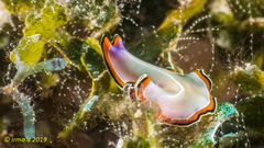 Pseudoceros bimarginatus