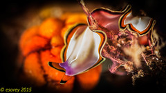 Pseudoceros bimarginatus