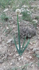 Allium altaicum