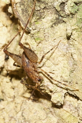 Pleioplectron hudsoni