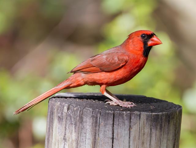 Northern cardinal - Wikipedia