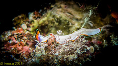 Pseudoceros bimarginatus