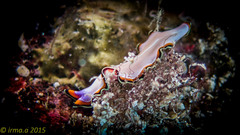 Pseudoceros bimarginatus