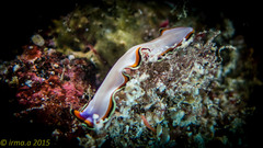 Pseudoceros bimarginatus