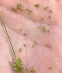 Cyperus retrorsus image