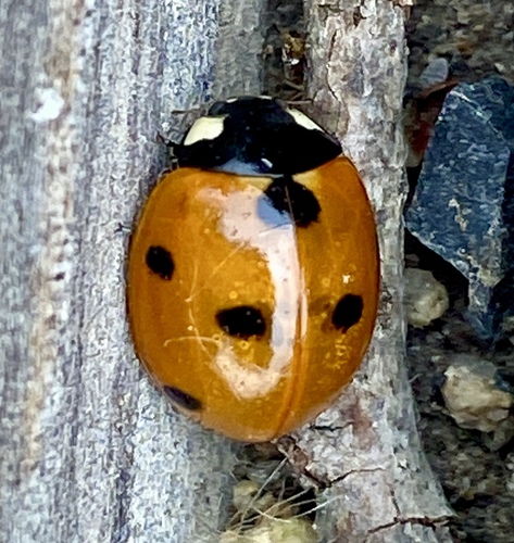 iNaturalist observation photo of Seven-spotted Lady Beetle