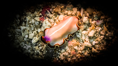 Pseudoceros bimarginatus