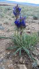 Gentiana decumbens
