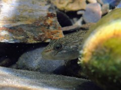 Rhinogobius gigas