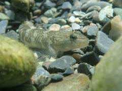 Rhinogobius gigas