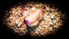 Pseudoceros bimarginatus