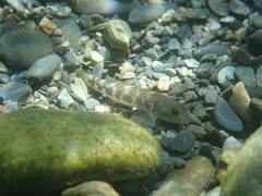 Rhinogobius gigas