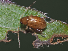 Longitarsus aeruginosus
