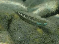 Stiphodon