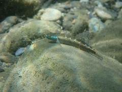 Stiphodon
