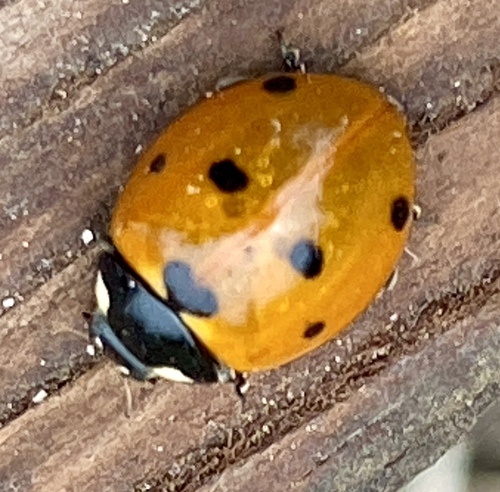 iNaturalist observation photo of Seven-spotted Lady Beetle