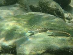 Stiphodon
