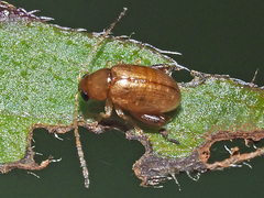 Longitarsus aeruginosus