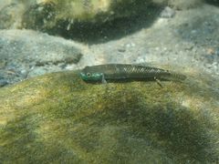 Stiphodon