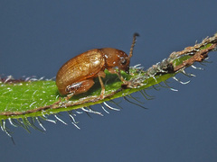 Longitarsus aeruginosus